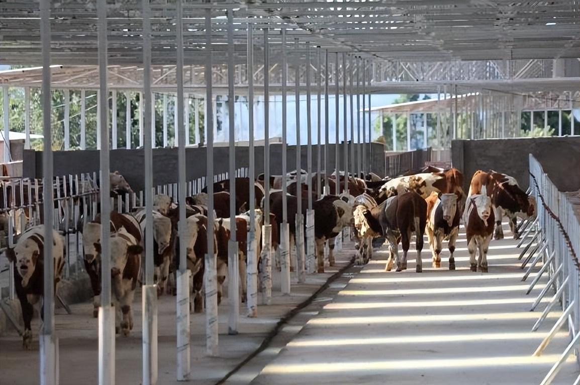 1719276319934176.jpeg 8.jpeg